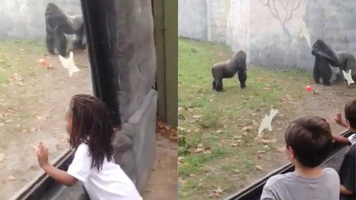 Cheeky gorilla pops up to scare children in zoo as prank