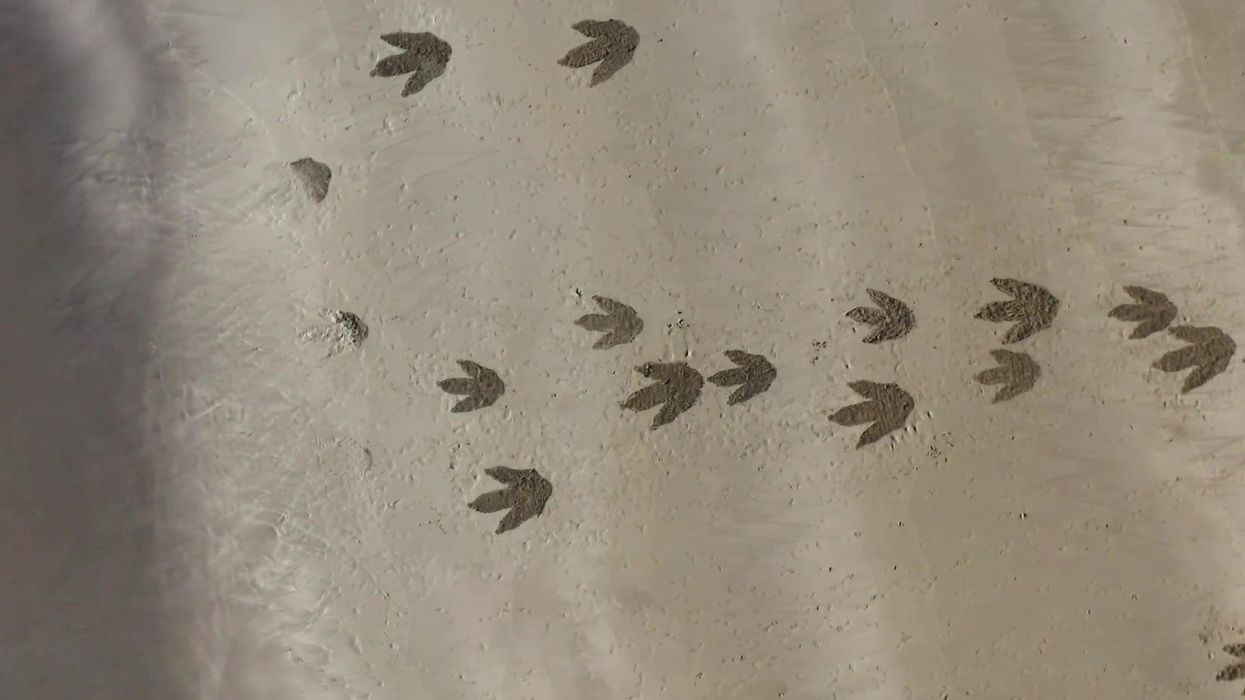 Giant dinosaur footprints appear on a Welsh beach baffling locals