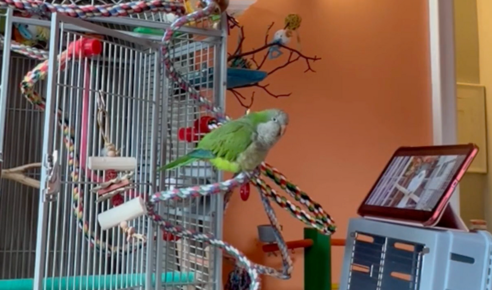 Previous research has shown video-calling to reduce loneliness in parrots