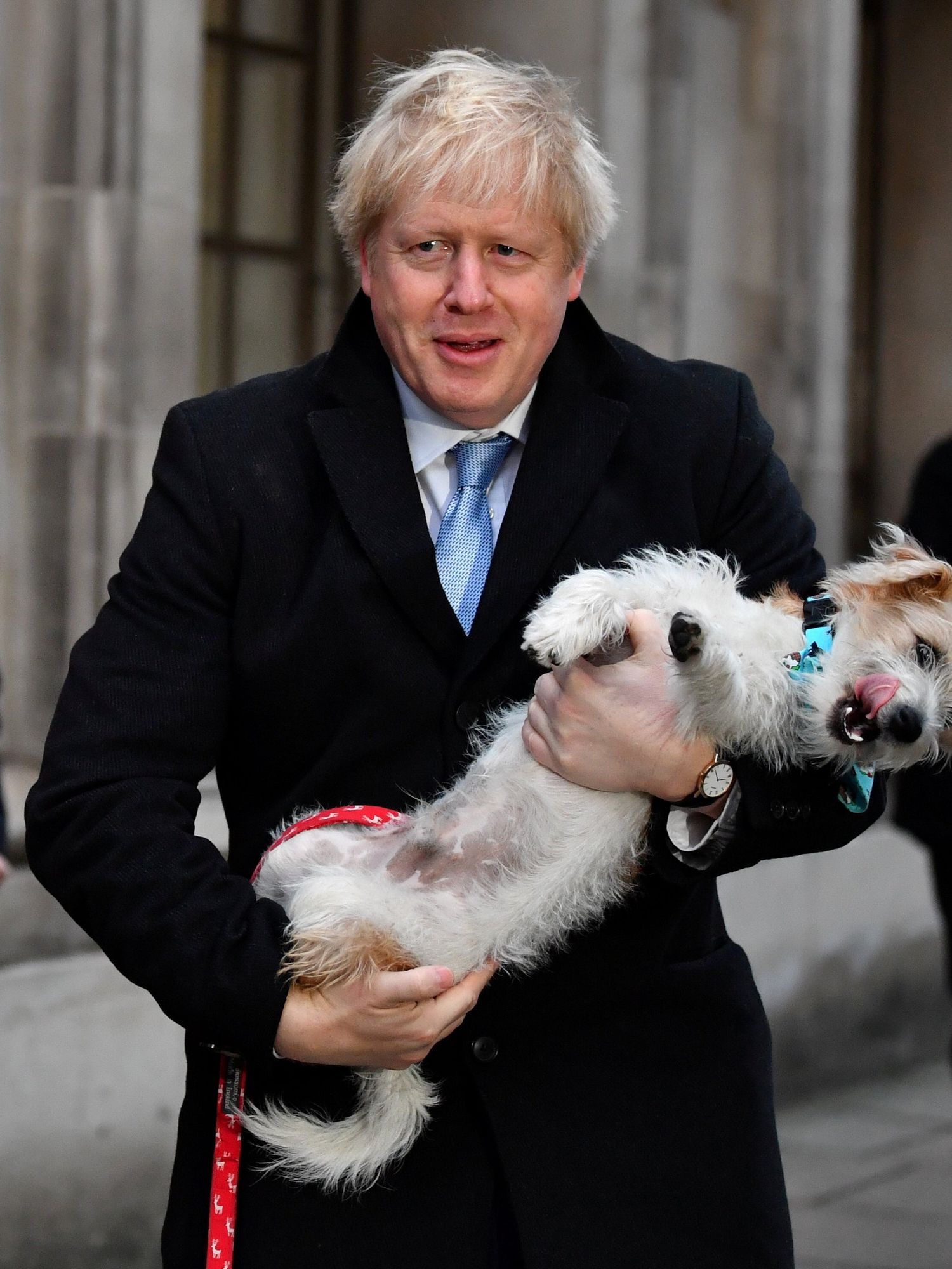 116 dogs who could be the next Prime Minister if 'Big Dog' Boris Johnson resigns