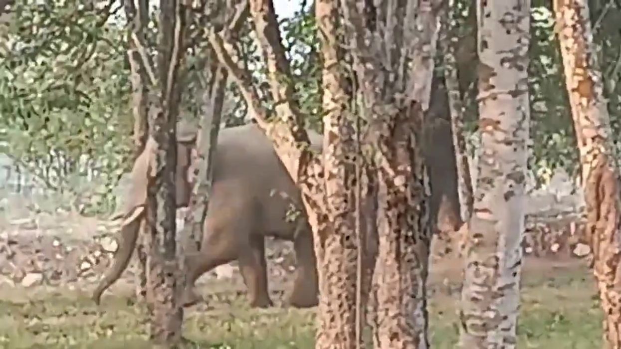 Elephant and lion get into tense stand off at a well in South Africa