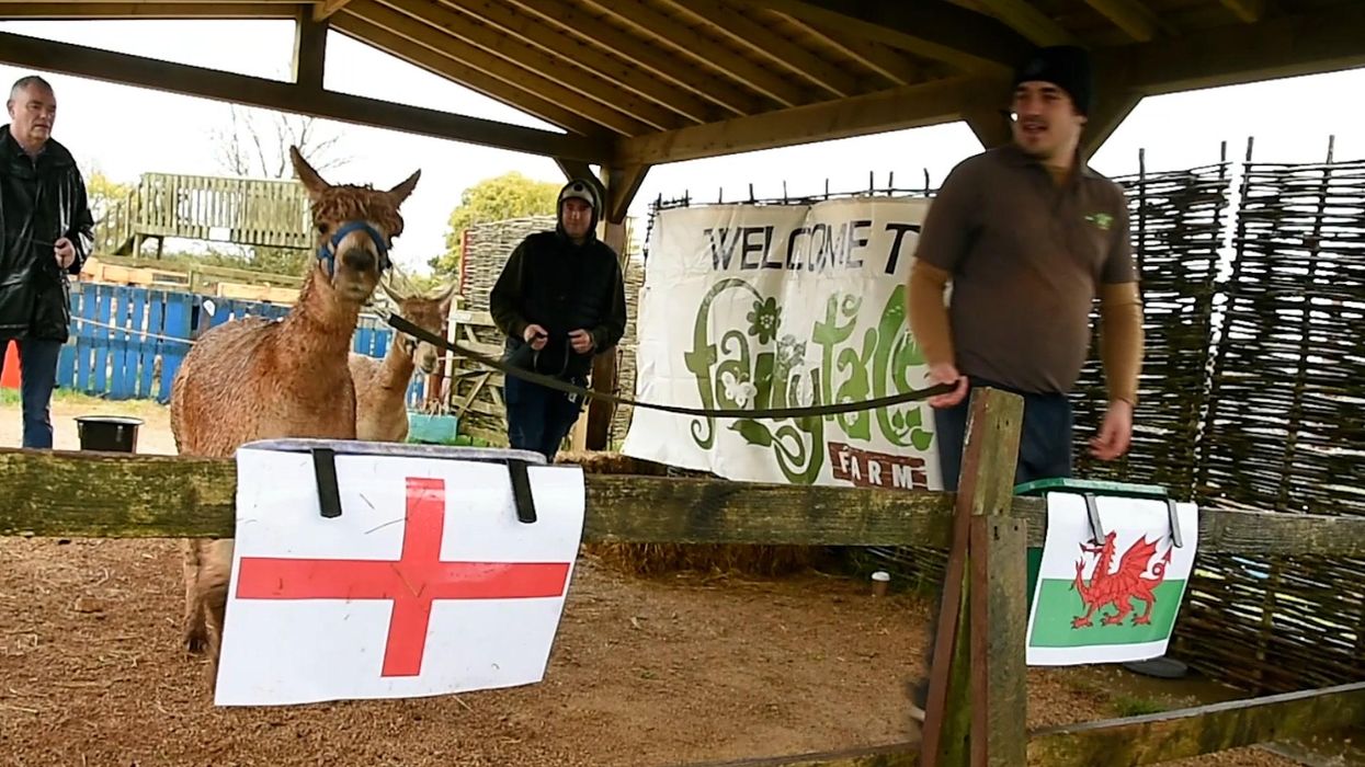 'Psychic' alpaca predicts if England will qualify for World Cup knockouts