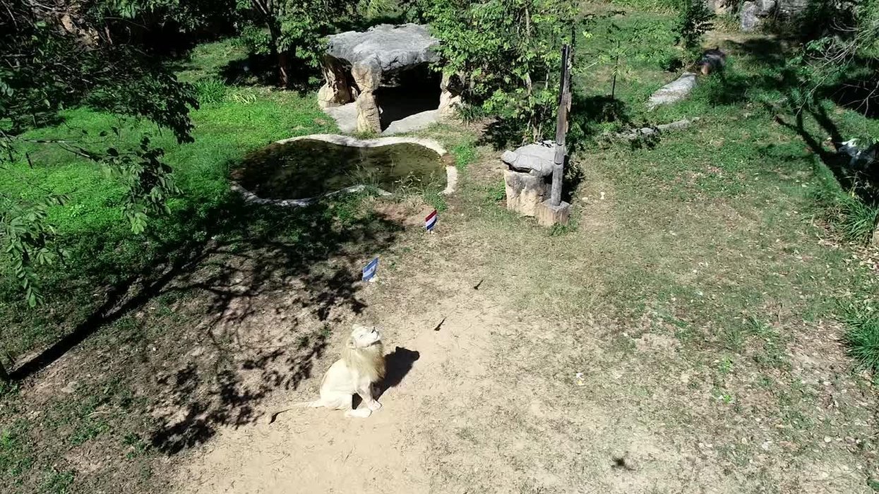 Psychic lion predicts England vs France World Cup result