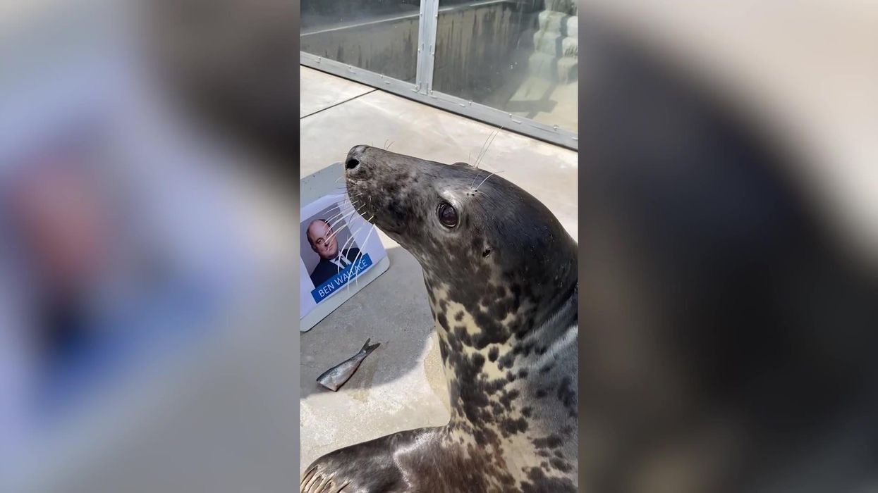 'Psychic' seal predicts who the next prime minister will be