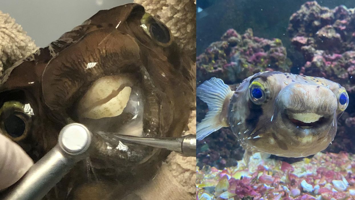 Pufferfish rushed to dentist to have its teeth sawed in half after becoming too long to eat
