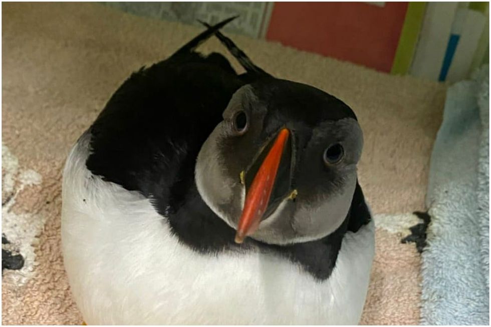 Puffins are considered endangered species in Scotland (SSPCA/PA)