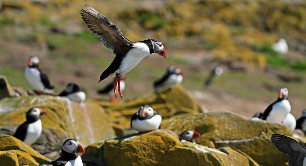 Seabird colony to reopen to public after two-year closure due to avian flu