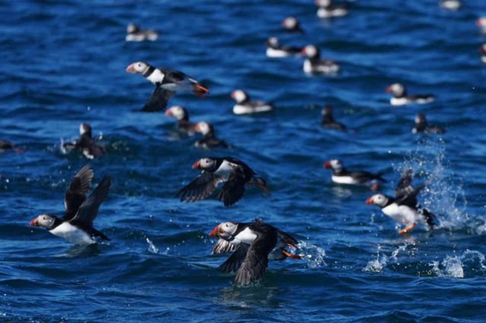 Puffins on the Farne Islands
