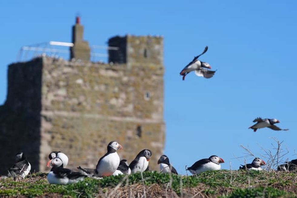 Puffins on the Farne Islands