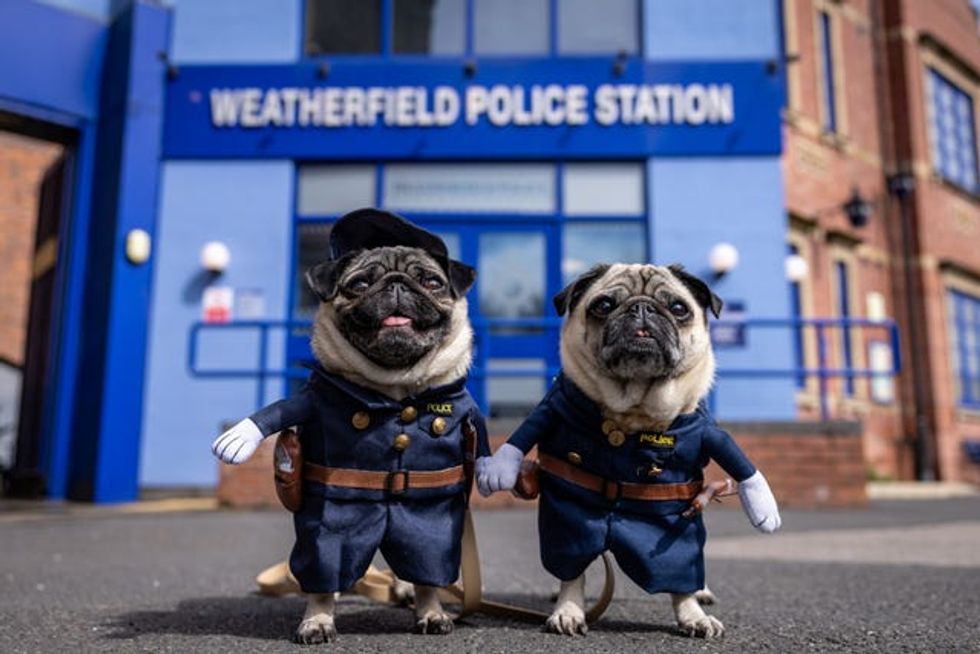 Pugs Lilly and Lulu on the Coronation Street cobbles (James Speakman/PA)