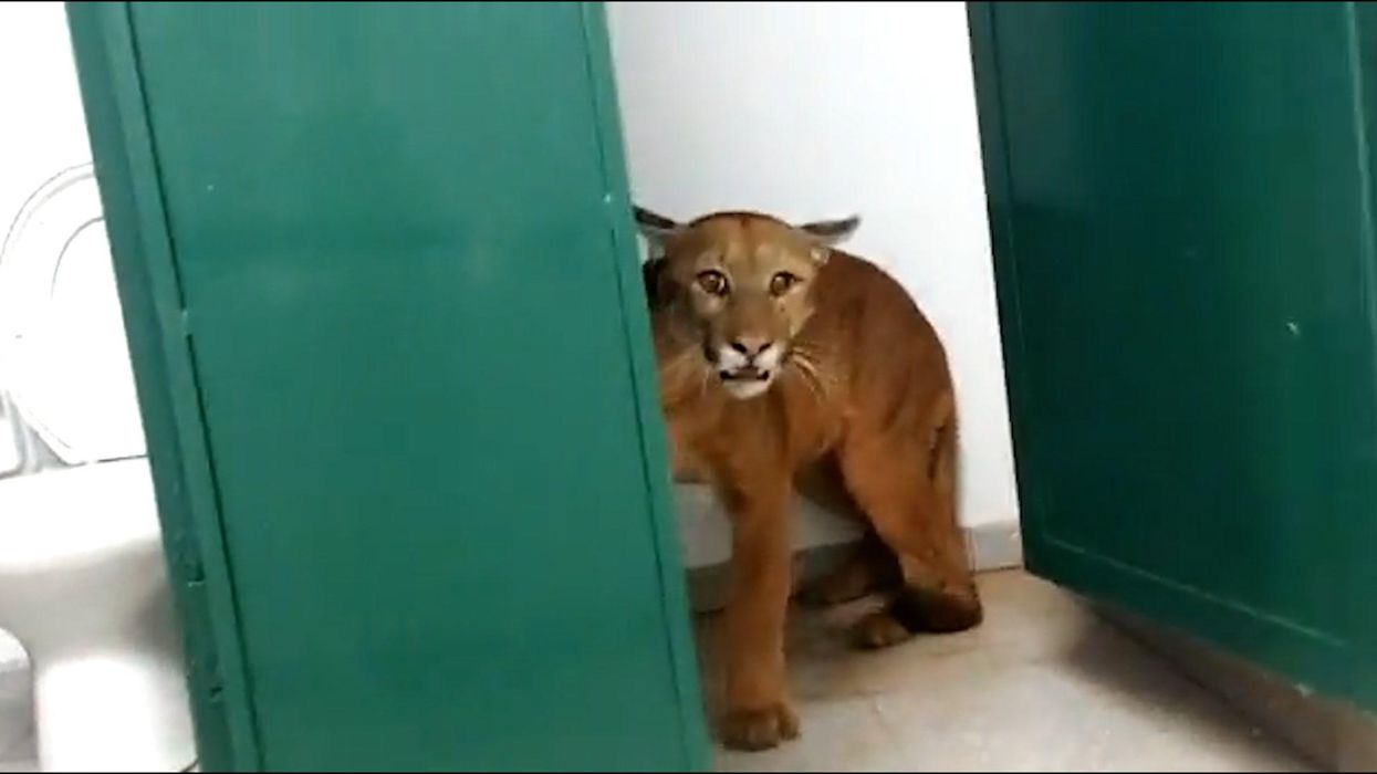 Terrifying footage shows puma found in primary school toilets by nine year old