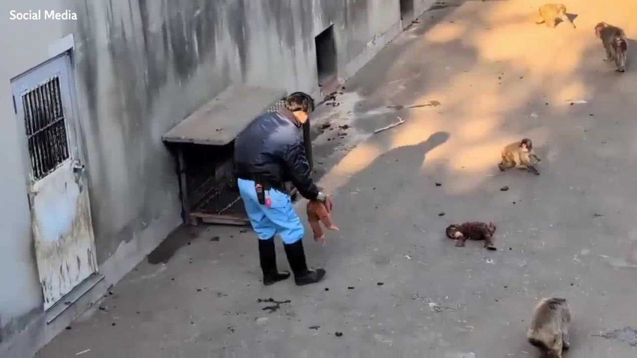 Punch the monkey who captured hearts has finally made some friends