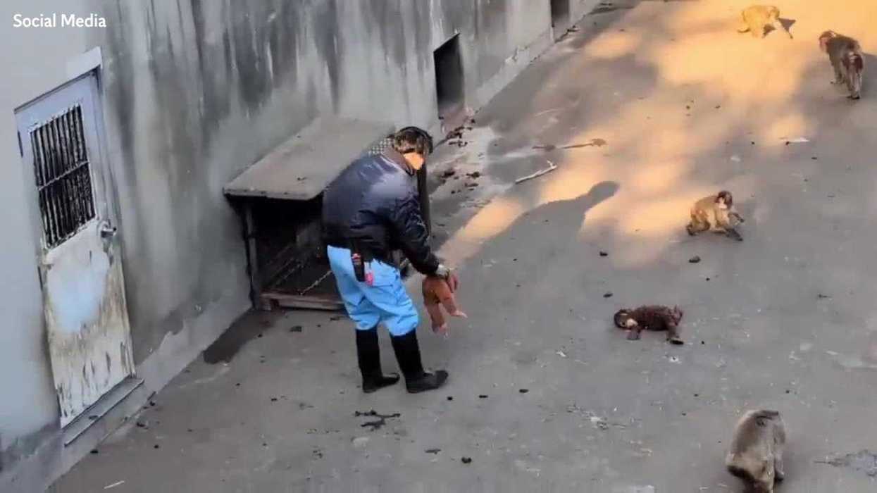 Punch the monkey who captured hearts has finally made some friends