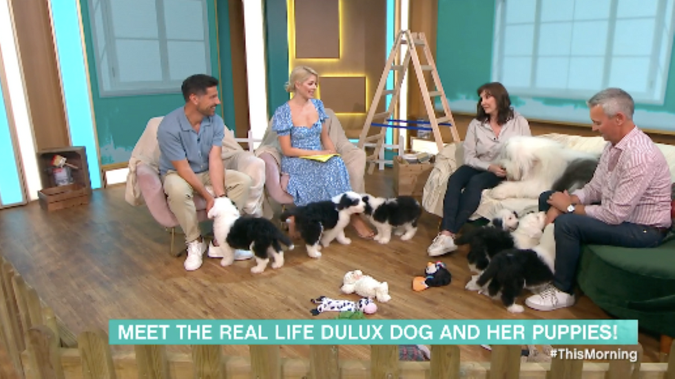 This Morning descends into chaos as Dulux puppies run rampant on set