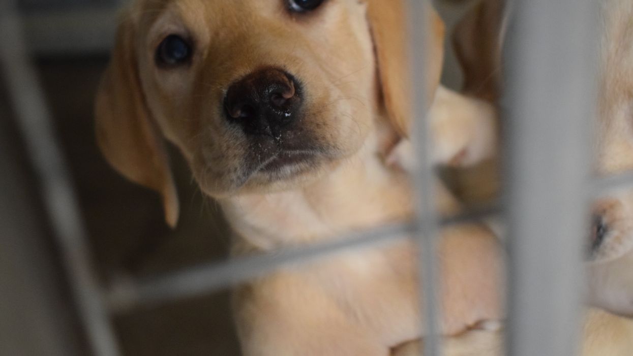 Puppy caged