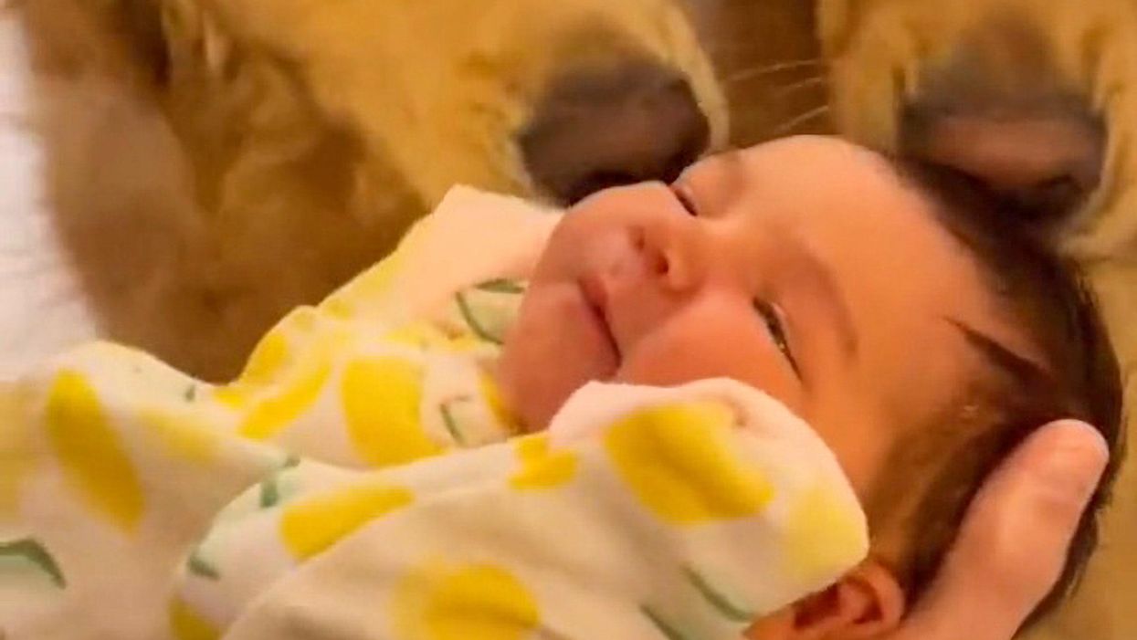 Check out this puppy with giant googly eyes