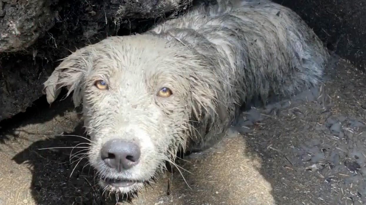Amazon delivery driver saves puppies from burning home
