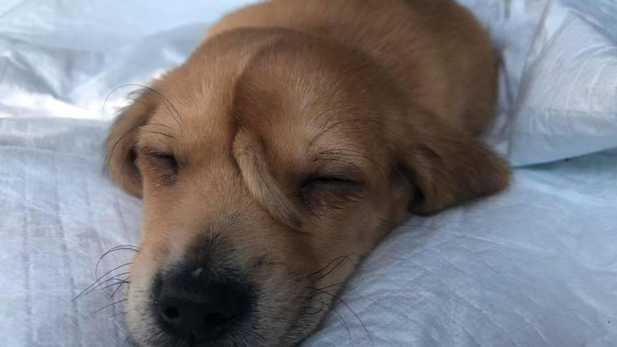 Puppy with extra tail rescued by animal rescue (Mac's Mission)