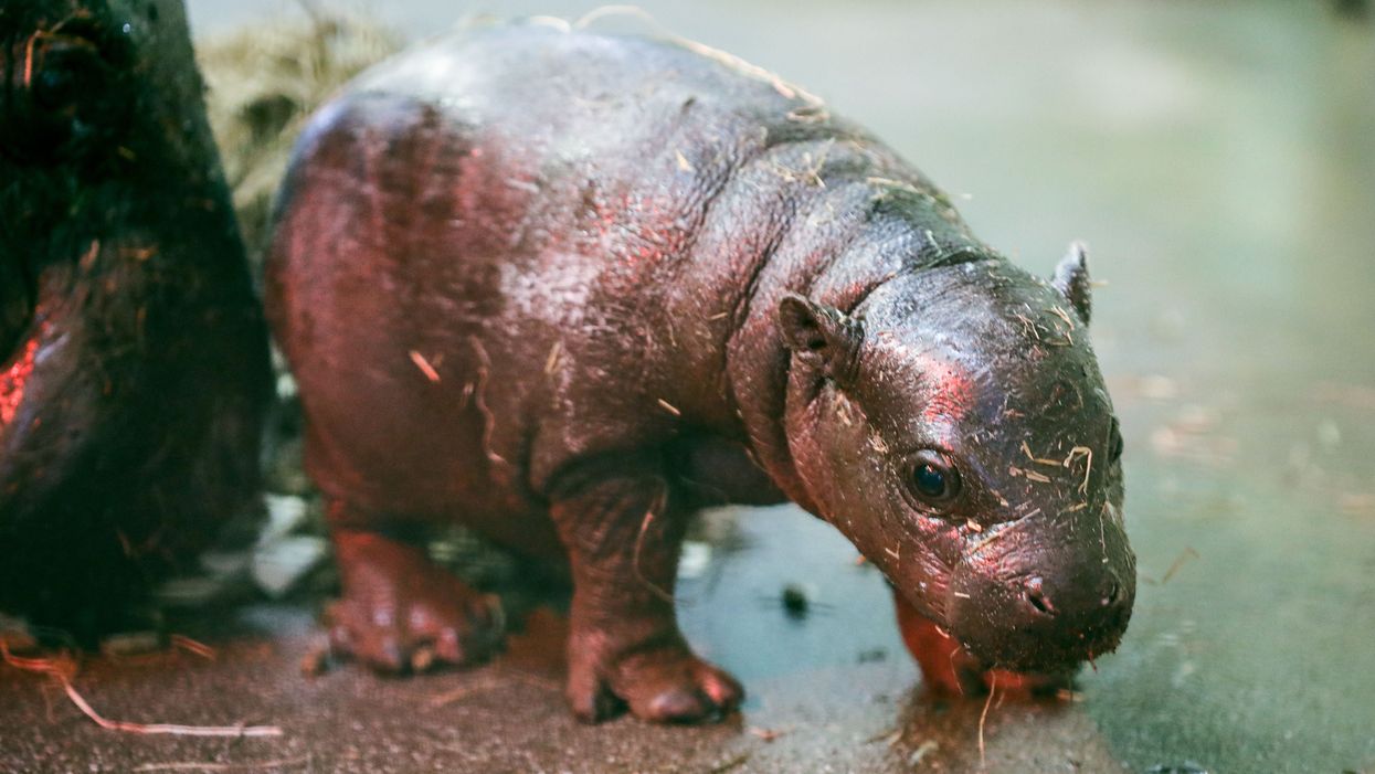 Pygmy hippo calf