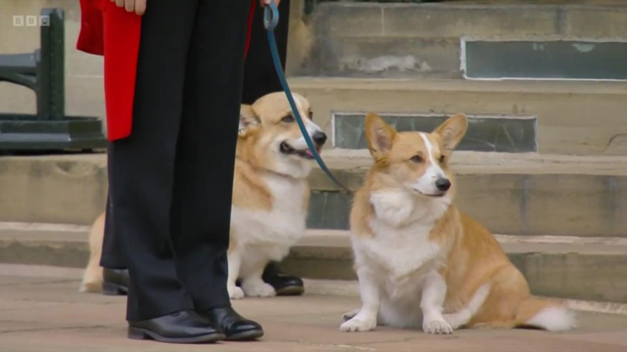 Heartbreaking moment the Queen's corgis wait for her coffin to go by