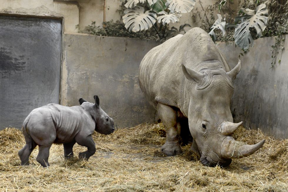 Queenie the white rhino, a new-born calf at Cotswold Wildlife Park and Gardens named in honour of the monarch's Platinum Jubilee year (Rory Carnegie)