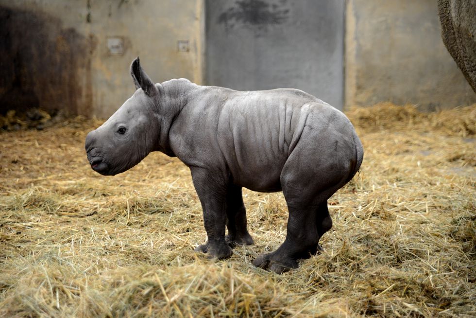 New-born white rhino named Queenie to mark the monarch’s Platinum Jubilee