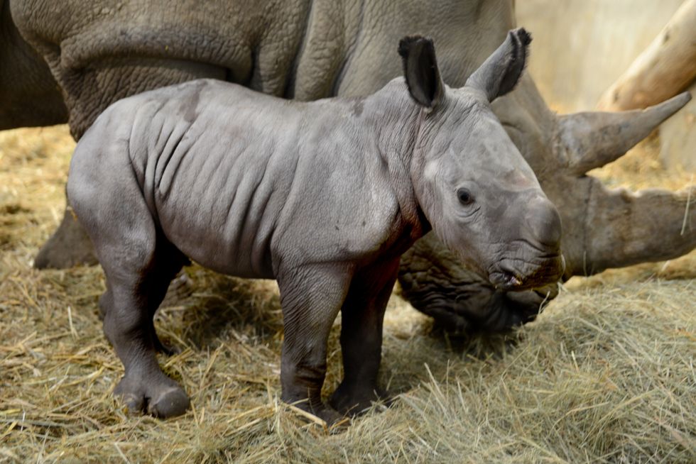 Queenie the white rhino at Cotswold Wildlife Park and Gardens (Rory Carnegie)