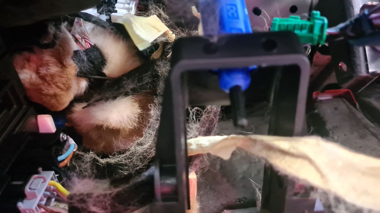 Rabbit trapped in van