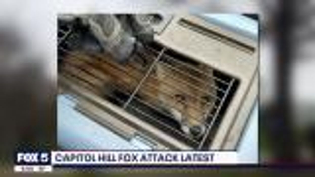 Terrifying viral video shows rabid fox attacking a woman