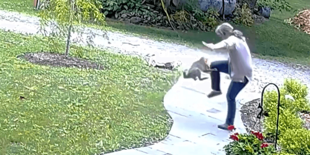 Terrifying viral video shows rabid fox attacking a woman | indy100