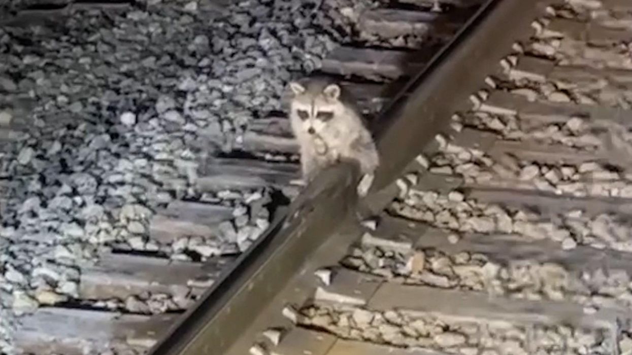 Raccoon gets frozen to railway track by its testicles as temperatures plummet