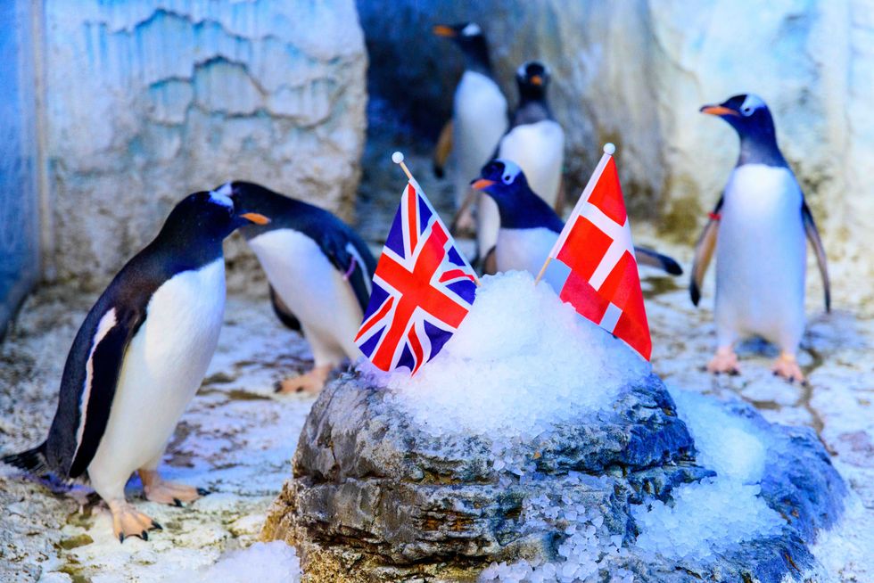 Penguin named after tennis star Raducanu travels to Denmark in search of love
