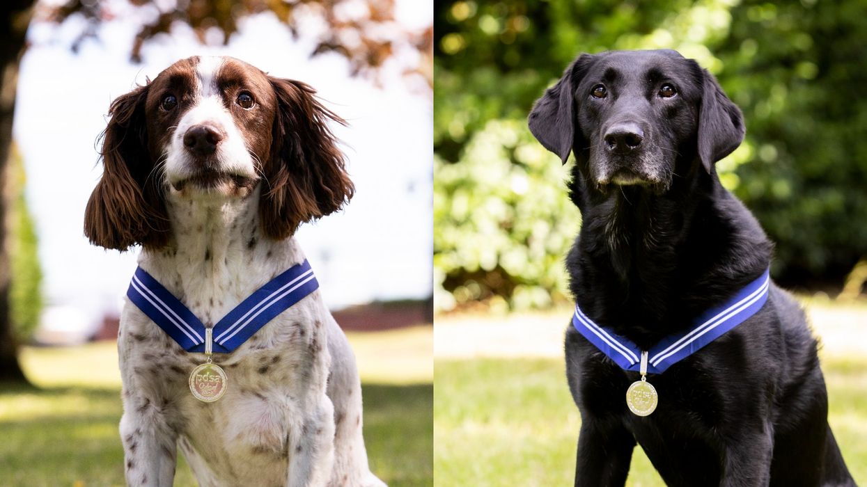 RAF police dogs Alfie (left) and AJ have been awarded the PDSA Order of Merit (PDSA)