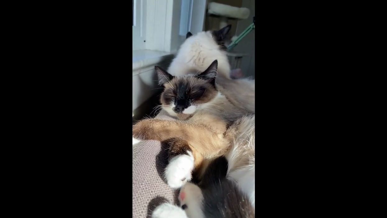 Influencer confesses she killed two cats as a child and brand parts ways with her