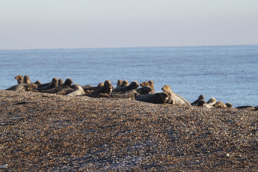 Rangers counted up to 500 adult grey seals some weeks, and have counted 130 pups so far this season. (Andew Capell/ National Trust/ PA)