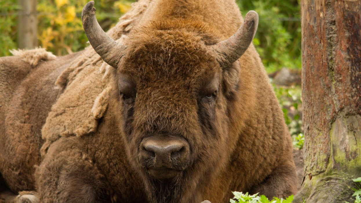 Rangers sought for bison herd in Kent