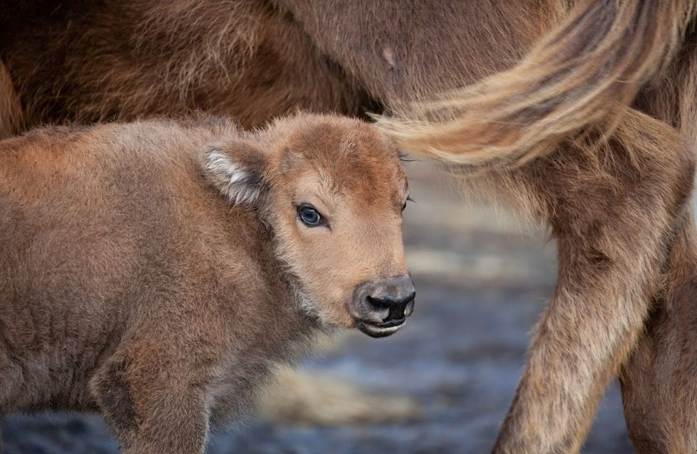 Rangers ‘elated’ by birth of baby bison in ancient woodland