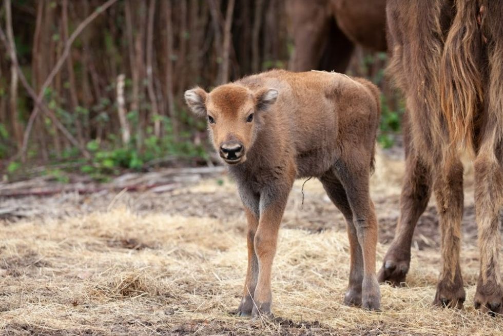 Rangers were surprised by the birth (Donovan Wright)