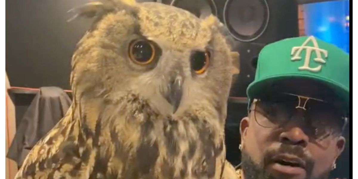 Owl Eye Rapper Big Boi brought pet owls to the music studio and fans are obsessed ...