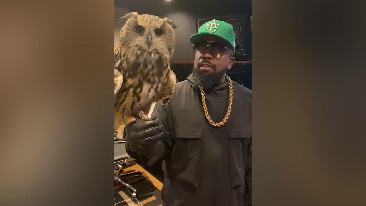Big Boi brought pet owls to the music studio and fans are obsessed