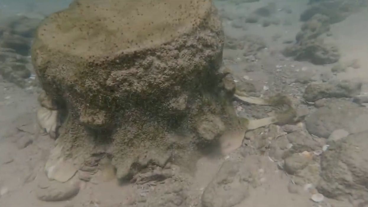 Scientists discover 500,000-year-old artefact which ‘rewrites early human history’