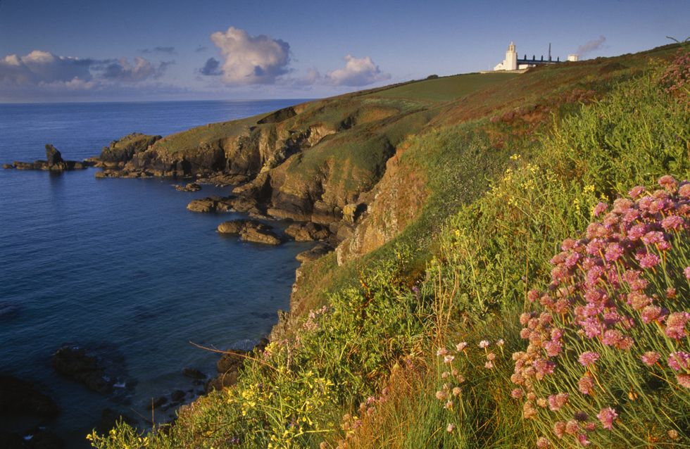 Rare flowers and butterflies to benefit from £350,000 project at Cornish reserve