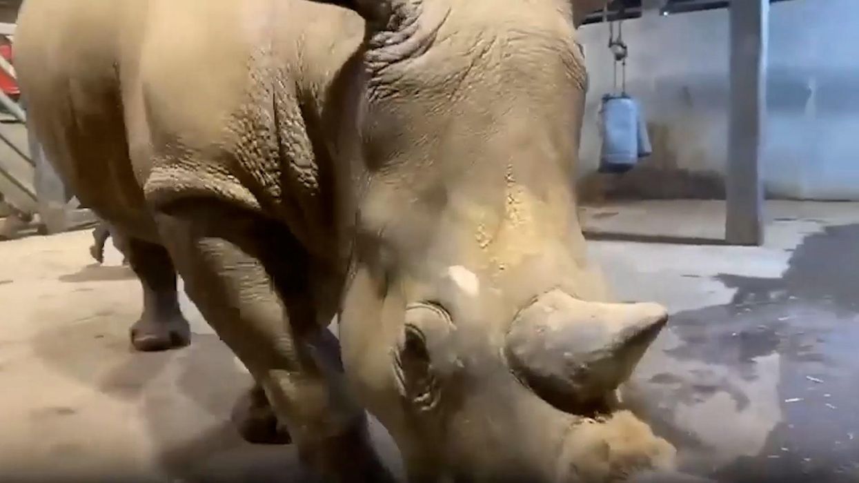 This 10-day-old rare white rhino doing zoomies around its enclosure is insanely cute
