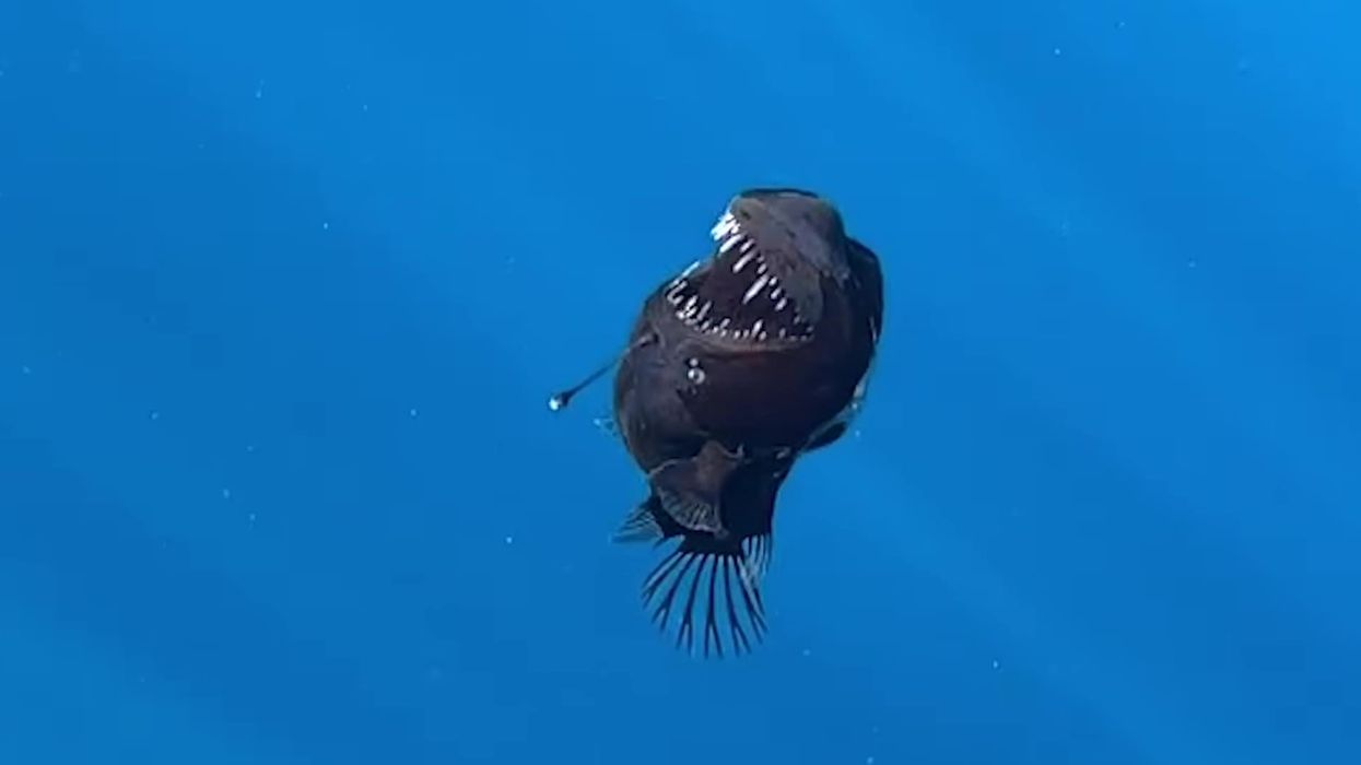 Emotional TikTok tributes flood in for 'terrifying' viral anglerfish - but could its death be a 'warning'?