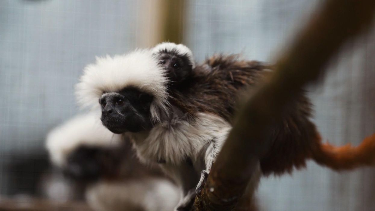 One of the world's most endangered monkeys has been born at Chester Zoo