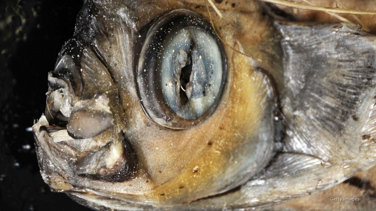 'World's ugliest animal' among 27 new species discovered in Peru