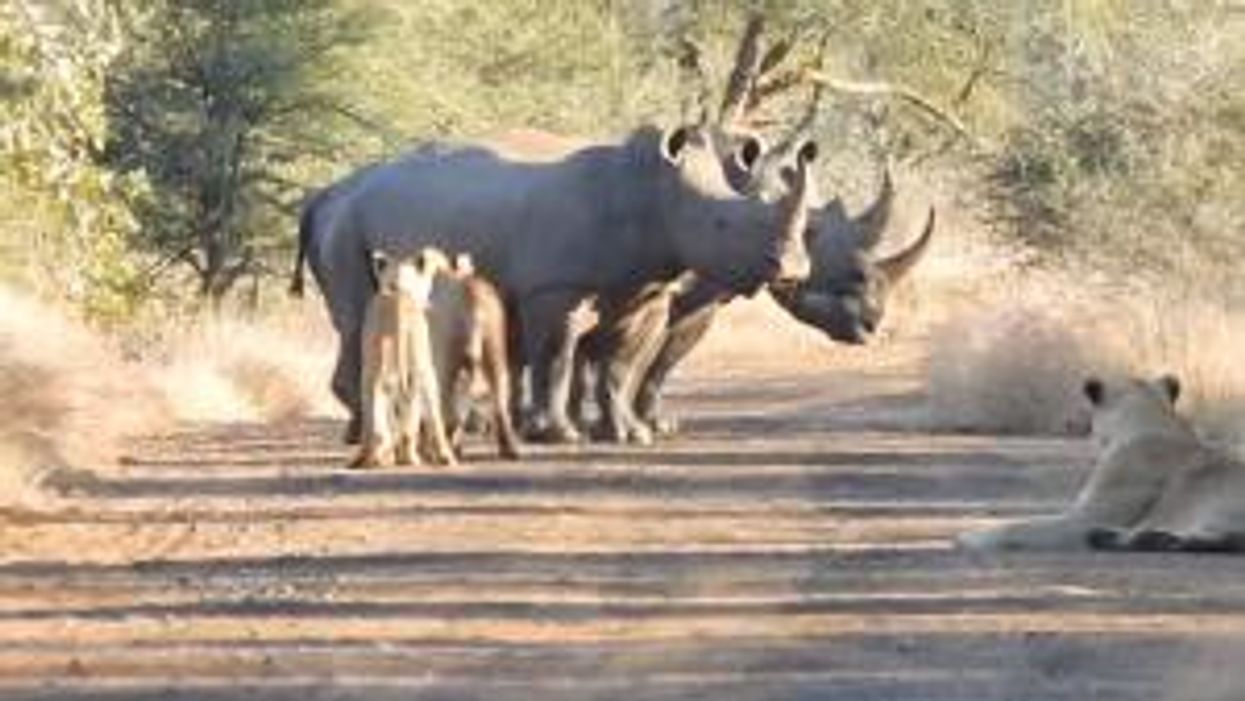 Rare footage captures lions and rhinos in intimidating stand-off