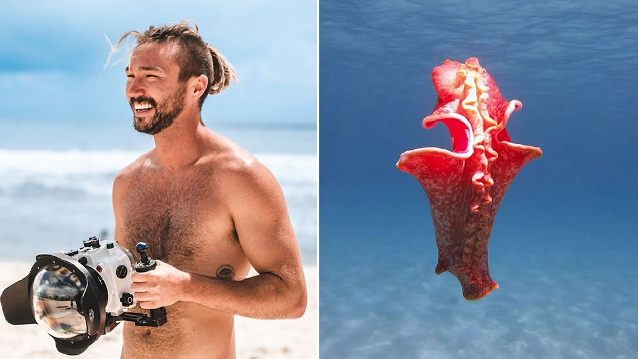 'X-rated' photo of a sea slug has people doing a double-take