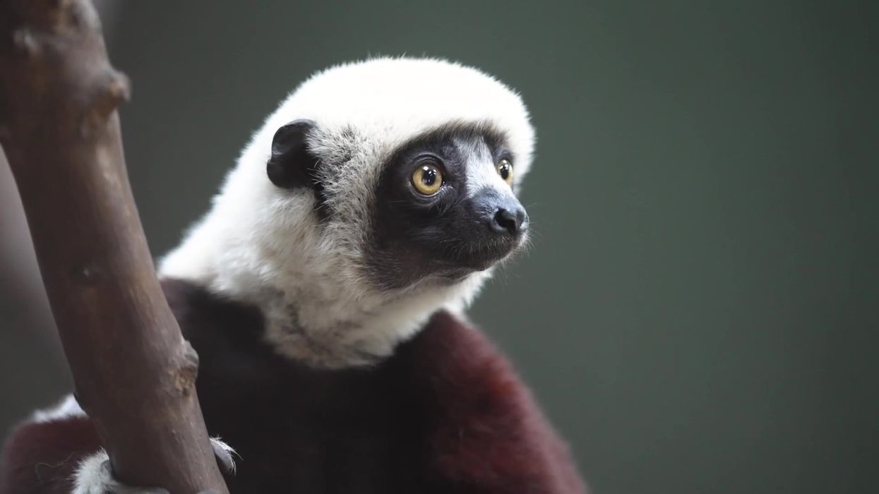 Nearly 1,000 endangered animals to be returned to Madagascar after Thailand trafficking raid
