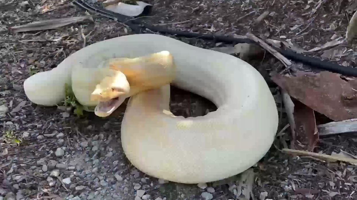 Rare nine-foot-long boa constrictor ends up in Florida backyard